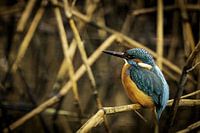 Eisvogel im Schilf