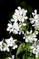 Bloemen