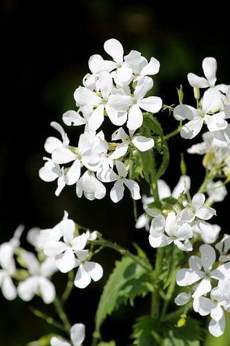 Bloemen by Ilona Versloot