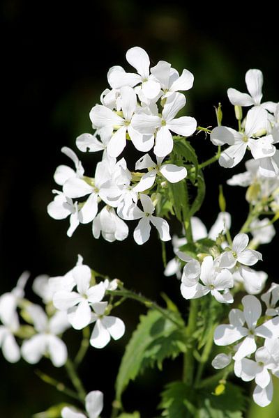 Bloemen by Ilona Versloot