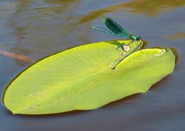 waterleven sur cindy kuiphuis