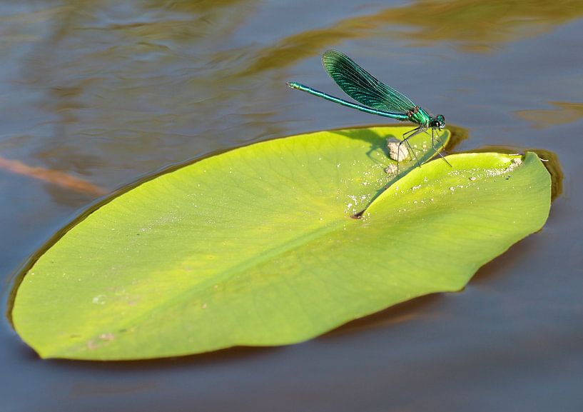 waterleven by cindy kuiphuis