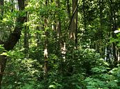 Green woods van Kylie Van dommelen thumbnail