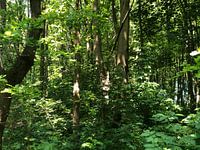 Green woods