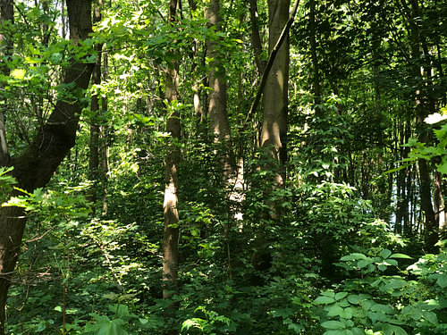 Green woods