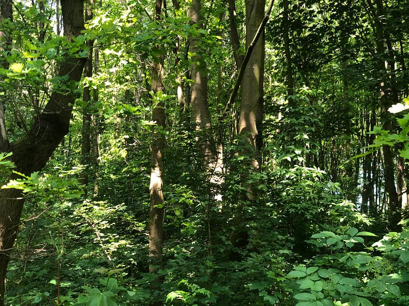 Green woods van Kylie Van dommelen
