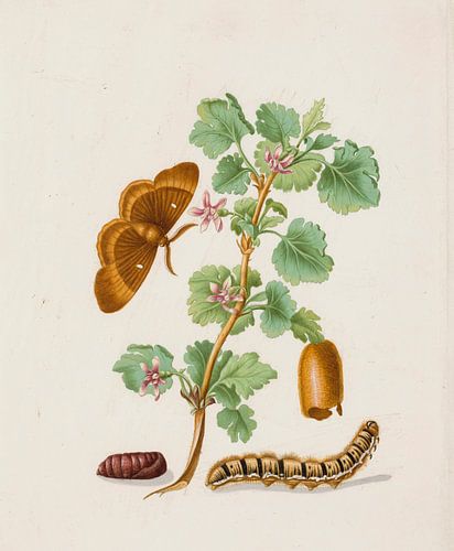 Twee vlinders op een tak kruisbessenbloesem, Maria Sibylla Merian