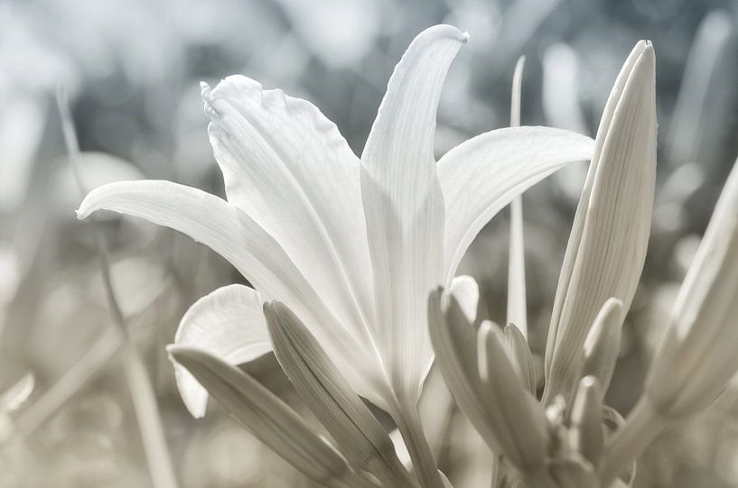 Lily by Violetta Honkisz