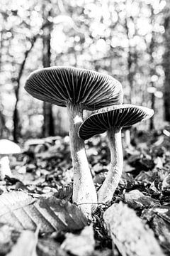 Herfst paddestoelen in zwart wit van Linda Benjamins