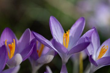 Blühender lila Krokus von Ulrike Leone