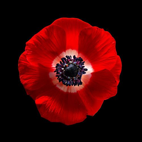 Royal Flower van Sander Van Laar