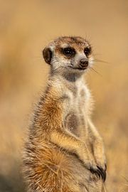 Ein Erdmännchen in der Wüste von Bjorn Donnars