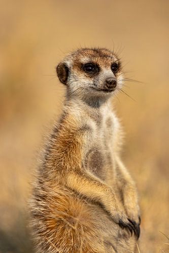 A meerkat in the desert