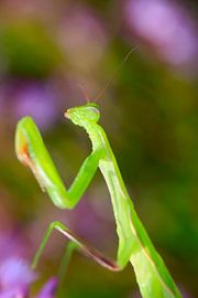 Gottesanbeterin von Thomas Jäger