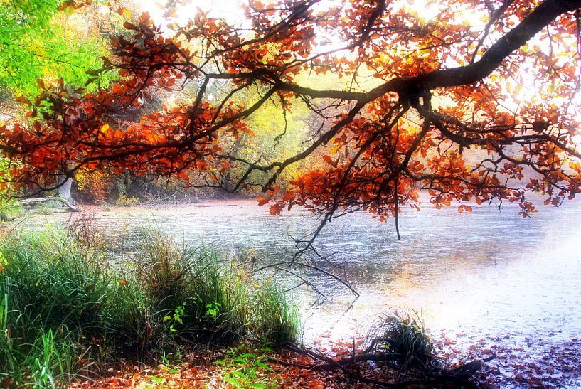 Verwunschener Waldsee ART 2.0 Soft von Ingo Laue