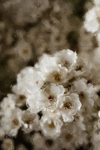 Weiße Blumen in Ölfarbe