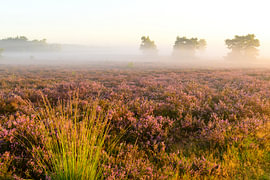 Sunrise over a heather landscape by Sjoerd van der Wal Photography