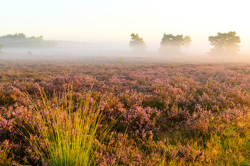 Sunrise over a heather landscape