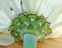 Witte bloem