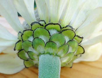 Fleur blanche