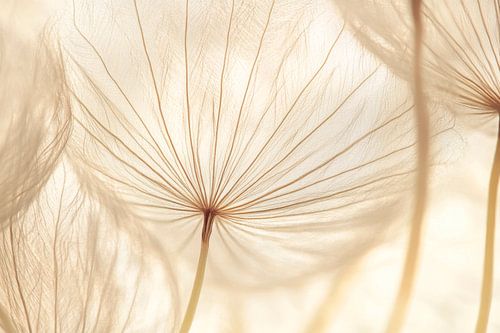 Paardenbloemen in het licht