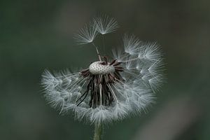 Blüte