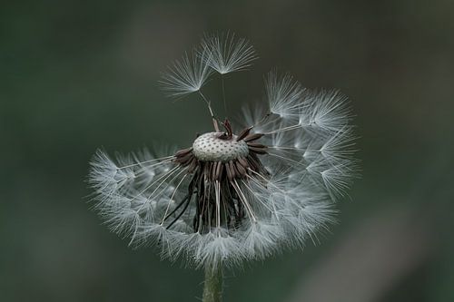Dandelion