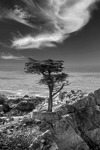 De Lone Cypress in Pebble Beach
