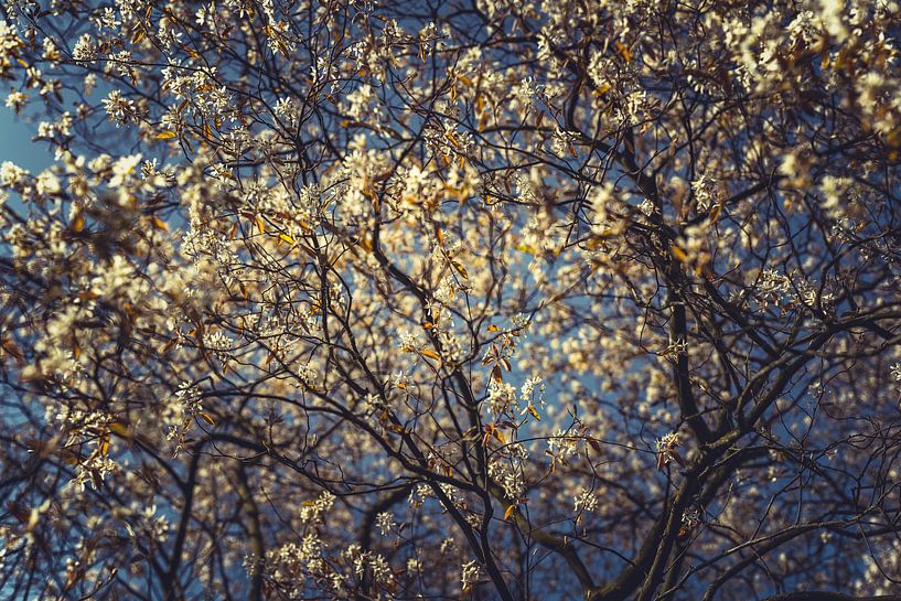 Blütenkraft: Eine Frühlingsexpedition weiß 04 von FotoDennis.com | Werk op de Muur