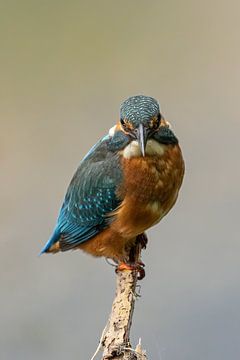 Eisvogel auf einem Ast von Tim van der Bruggen