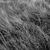 Duingrassen in zwart-wit van Evelien van Rijn