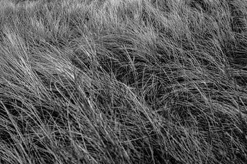 Les races des dunes en noir et blanc sur Evelien van Rijn