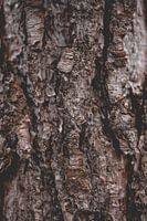 Tree bark