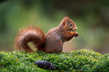 squirrel by Joey Van Hengel