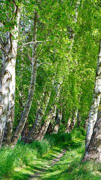 Birkenweg von Ostsee Bilder