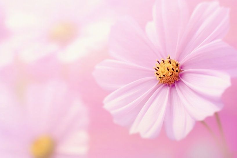 Beautiful summer day by Floral Abstractions