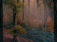 Autumn vibes
