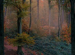 Autumn vibes van Wim van D