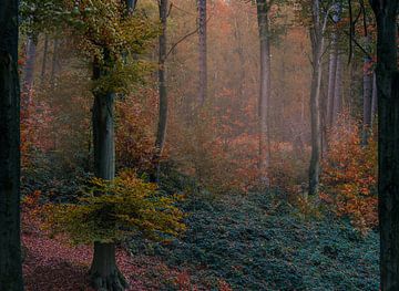 Autumn vibes van Wim van D