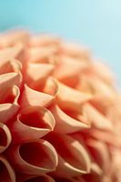 Bloemen abstract - Roze Dahlia - Macro
