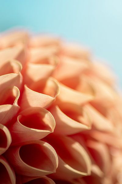 Flower abstract - Pink Dahlia - Macro by Marianne Eggink - Photography and digital art