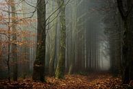 Transitioning Seasons. by Inge Bovens thumbnail