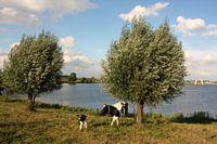 Koe met kalfje.