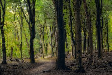 The road  by Jos Erkamp