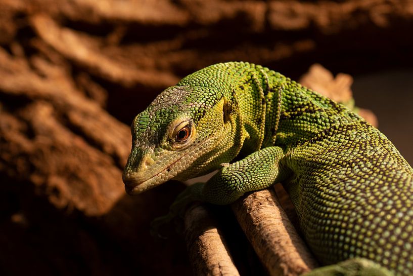 Grünes Monster von Jeannette Fotografie