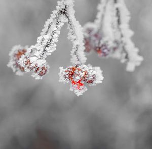 Pflanzen im Winter