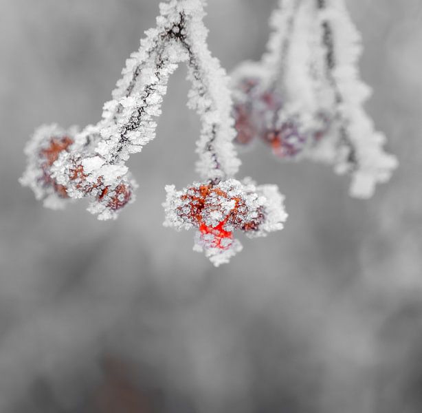 Planten in de winter van Mustafa Kurnaz