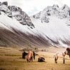 Islandpferde mit Vestrahorn im Hintergrund, Stokksnes von Melissa Peltenburg