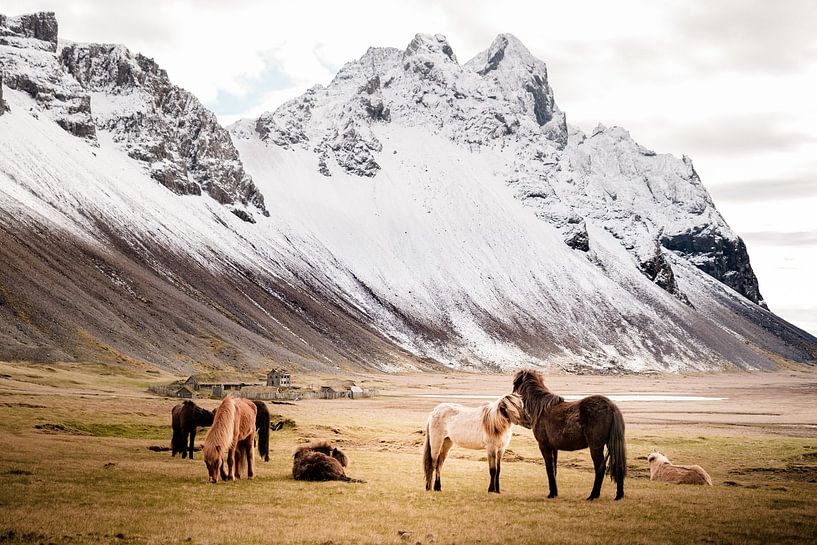 Icelandic horses with Vestrahorn in background, Stokksnes by Melissa Peltenburg