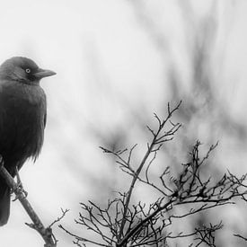 Chilly jackdaw